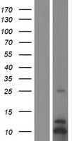 GRO gamma (CXCL3) Human Over-expression Lysate