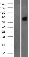 HCK Human Over-expression Lysate