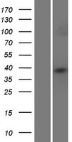 HLAC (HLA-C) Human Over-expression Lysate