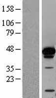 HNRNPD Human Over-expression Lysate