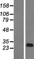 IFNA14 Human Over-expression Lysate