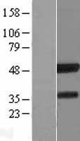 IRF8 Human Over-expression Lysate