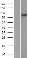 Integrin beta 5 (ITGB5) Human Over-expression Lysate