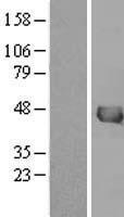 IVD Human Over-expression Lysate