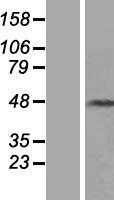 KRT31 Human Over-expression Lysate