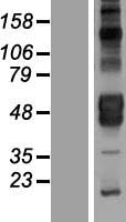 KIR2DL4 Human Over-expression Lysate