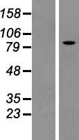 KIF3C Human Over-expression Lysate