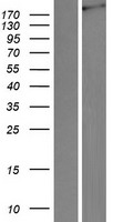 LRP4 Human Over-expression Lysate