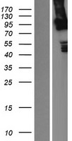 LRP3 Human Over-expression Lysate