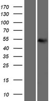 MATN1 Human Over-expression Lysate