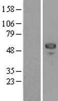 MEF2C Human Over-expression Lysate