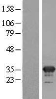 MFAP4 Human Over-expression Lysate