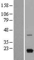 MIG (CXCL9) Human Over-expression Lysate
