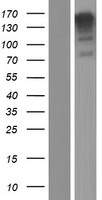 MN1 Human Over-expression Lysate