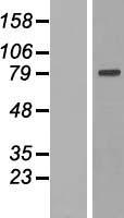 IF 2(Mt) (MTIF2) Human Over-expression Lysate