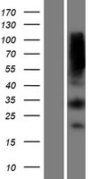 MTAP Human Over-expression Lysate