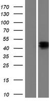 NPTX1 Human Over-expression Lysate