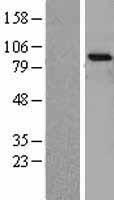 TrkA (NTRK1) Human Over-expression Lysate