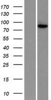 NUP88 Human Over-expression Lysate
