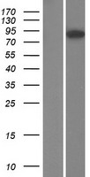 OPHN1 Human Over-expression Lysate