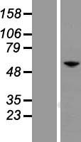 PAX7 Human Over-expression Lysate