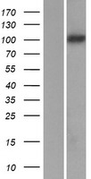 PCDH8 Human Over-expression Lysate