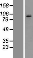 PCDHGC3 Human Over-expression Lysate