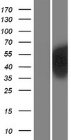 PBX2 Human Over-expression Lysate