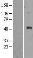 PDE7A Human Over-expression Lysate