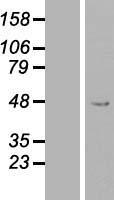 PEX13 Human Over-expression Lysate