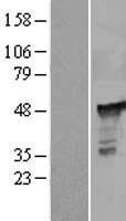 PGD Human Over-expression Lysate