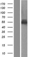 PLRG1 Human Over-expression Lysate