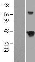 SEPTIN5 Human Over-expression Lysate