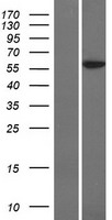 POLE2 Human Over-expression Lysate