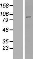 PPP1R10 Human Over-expression Lysate