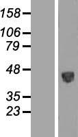 PSG5 Human Over-expression Lysate