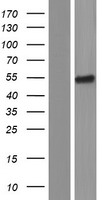 PSG4 Human Over-expression Lysate