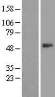 PSMD11 Human Over-expression Lysate
