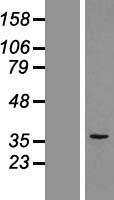 PSMD8 Human Over-expression Lysate