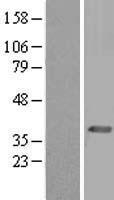 PEX19 Human Over-expression Lysate