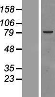 RAF1 Human Over-expression Lysate