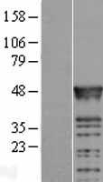RBMS2 Human Over-expression Lysate
