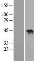 RBMS1 Human Over-expression Lysate