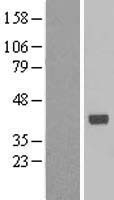 RFC3 Human Over-expression Lysate