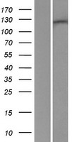 UPF1 Human Over-expression Lysate
