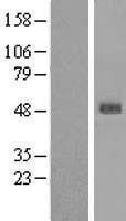 SERPINB4 Human Over-expression Lysate