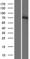 SLC6A12 Human Over-expression Lysate