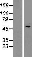 SLC1A4 Human Over-expression Lysate
