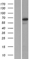SP2 transcription factor (SP2) Human Over-expression Lysate