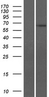 SPAG4 Human Over-expression Lysate